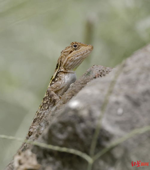 lizard和iguana的区别(paris和lgd)