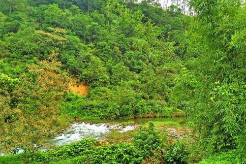 紧邻广东佛山的原始森林边有两条清澈的小溪,是踏青玩水的好地方
