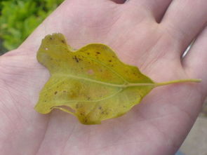 香樟树叶的形状描写(香樟树的树叶的形状和颜色)