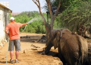 男子在野外游玩时看见大象被困下水道,志愿者的行动让人称赞