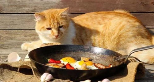 猫咪 不能吃 的食物清单,没想到常见的食物这么危险