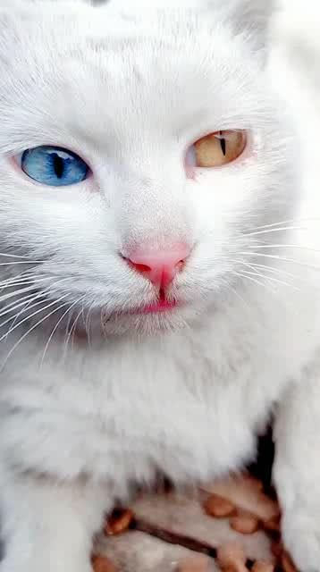 纯白色异瞳猫 