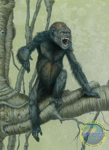 新发现的类人猿祖先 