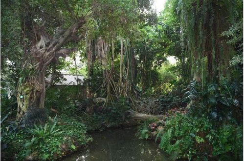 天津热带植物热带雨林区(天津热带雨林植物园图片)