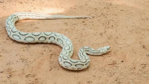10种最致命的蛇