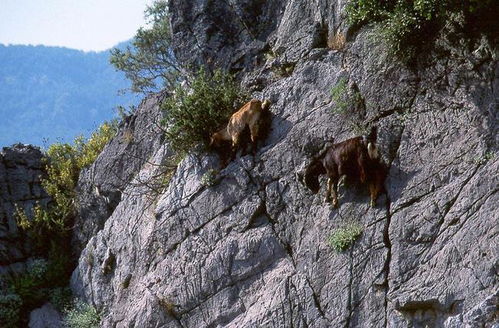 为什么山羊能在悬崖峭壁上生活 它们是如何做到 飞檐走壁 的