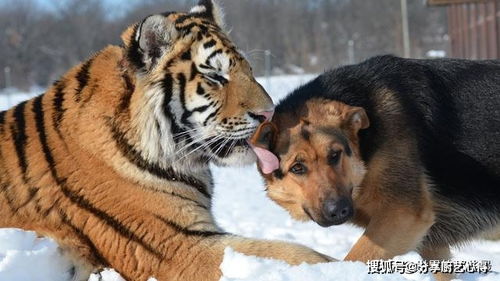狗是不是天生怕老虎(狗真的怕老虎的气味吗?)