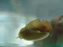 蜗牛的形状是什么样子的蜗牛身体各部位名称简图(蜗牛的部位形态描述)