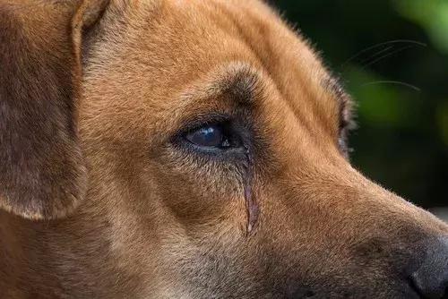 狗狗眼睛有这6种情况,宠主要留意了,它可能生病了