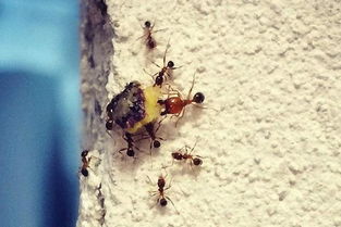 蚂蚁的天敌是什么