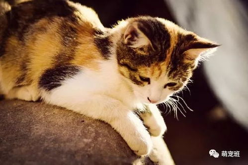 中华田园猫最稀有的品种,曾被到处猎杀,如今成为濒危动物 