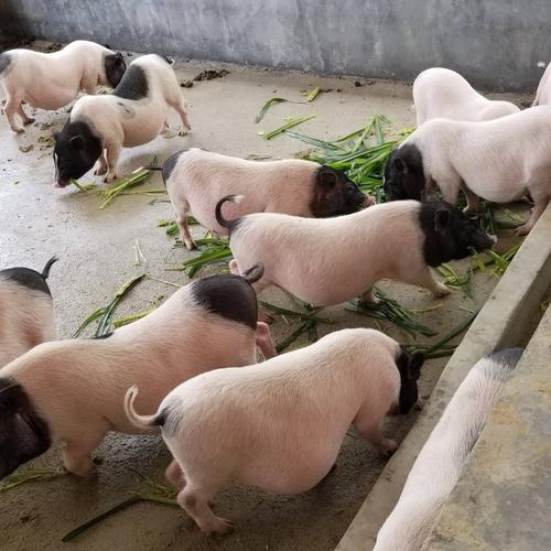 过去农村每家每户要喂2 3头猪,留一头过年,现在怎么不喂了