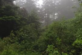 神秘原始森林,神农架全景三日游最佳路线推荐 神农架3日旅游攻略 行程 