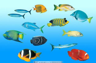 什么动物最漂亮 是热带鱼吗 