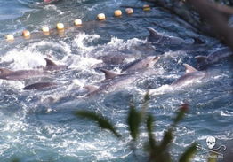 日本 海豚湾 再次举行大规模捕猎活动 