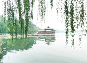 还记得大明湖畔的夏雨荷吗 中国第一泉水湖,有泉城明珠的美誉 