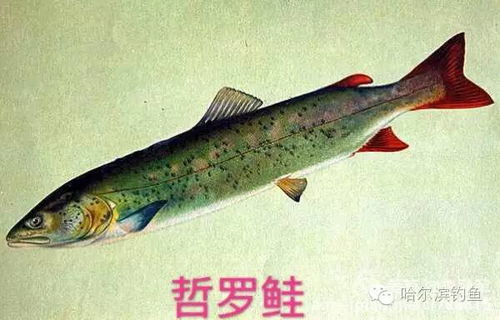 中国常见淡水鱼名称对照,图文并茂教会你认识淡水鱼 2