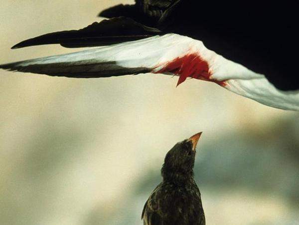 这座荒岛上有种普通地鹊,可它却被称为 吸血 鸟,这是怎么回事