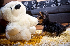 世界上最小的狗狗的照片(世界上最小的狗狗的图片)