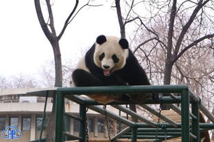 格格 驾到 天津动物园将再引进一只大熊猫 
