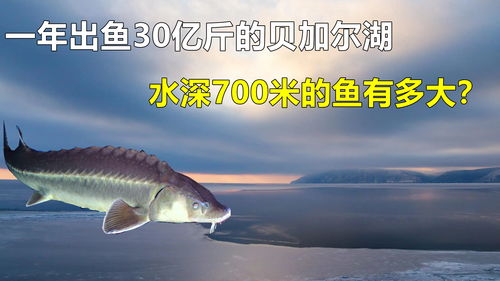 一年出鱼30亿斤,水深700米的贝加尔湖,里面最大的鱼有多大 