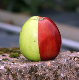 英国发现罕见苹果 半红半绿犹如合成 