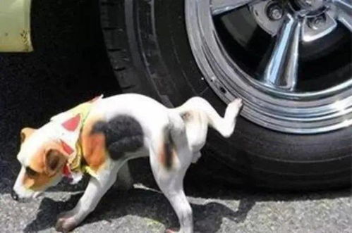 小狗总往车子轮胎上撒尿怎么办
