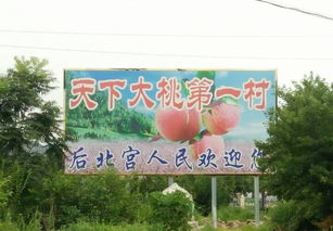 北京平谷哪里的大桃最好吃,哪里的采摘园最好 