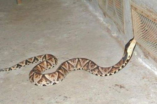 银环蛇和五步蛇谁更毒,和眼镜蛇相比呢