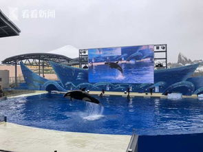 上海海昌海洋公园正式开园 虎鲸科普秀等表演首次亮相