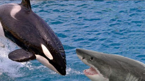 虎鲸真的是最厉害的海豚吗 它与大白鲨比谁才是 海洋霸主