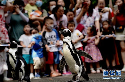 上海动物园开展 企鹅漫步科普行 活动 