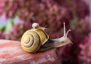 什么吃蜗牛什么动物吃蜗牛(有什么动物是吃蜗牛的)