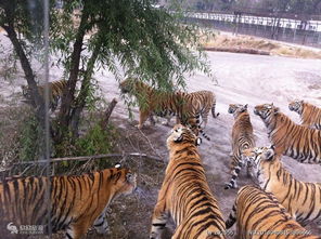 北京大兴野生动物园门票价格 大兴野生动物园自驾票 