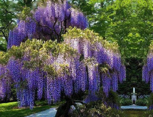 紫藤品种大全 多季节开花和粉色紫藤有哪些,你知道吗