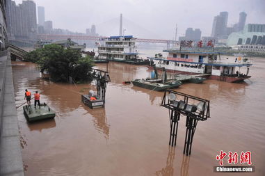 长江洪峰过境重庆主城 菜园坝竹木市场被淹没 