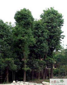 小叶香樟树的外形特征的图片 