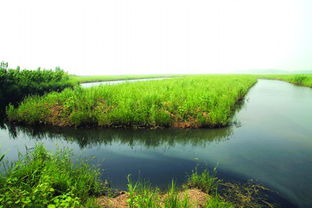济西湿地将申报国家级公园 