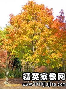 秋天描写枫叶的优美句子