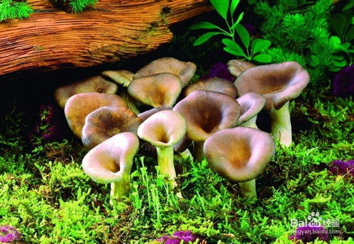 阳台种植蘑菇方法传授 