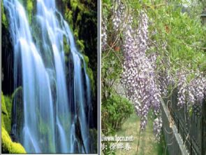 紫藤萝瀑布 